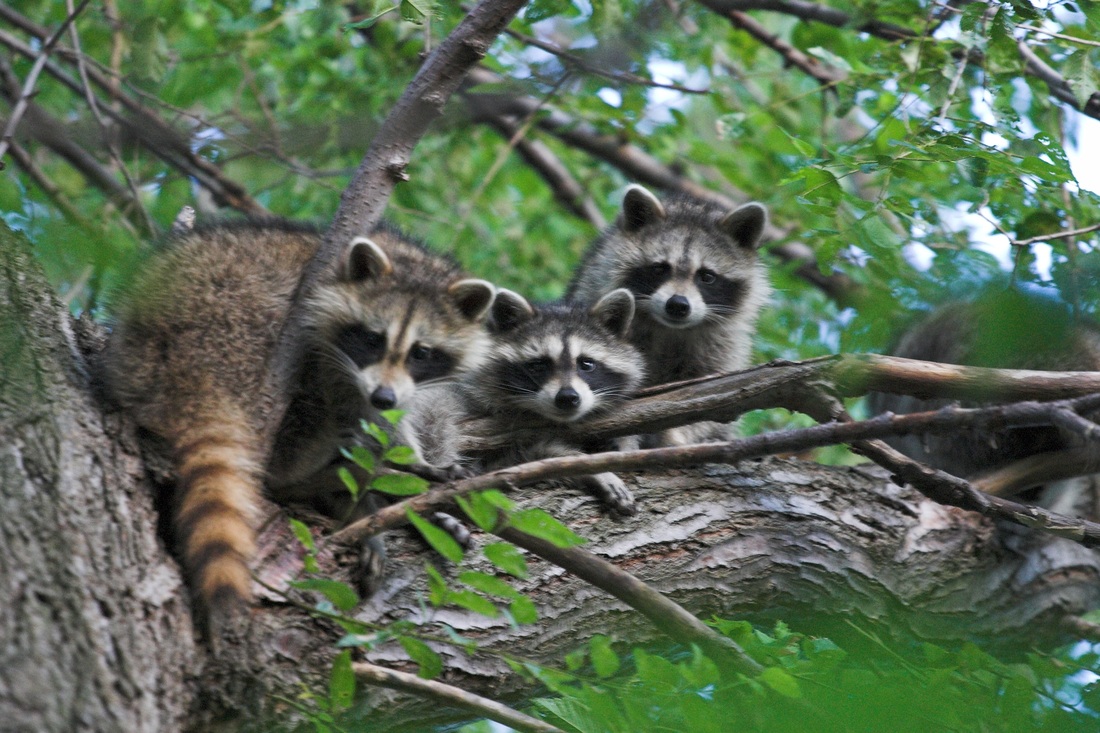 Raccoon Pest Control Richmond VA