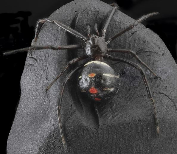 Black Widow Spider Pest Control Richmond VA