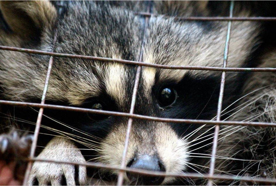 Caged Raccoon Awaiting Relocation RVA Pest Control VA