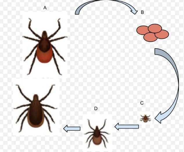 Life Cycle of the Deer Tick Hopewell Pest Control Hopewell, VA