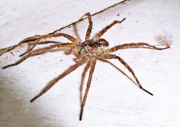 House Spider Pest Control Richmond VA