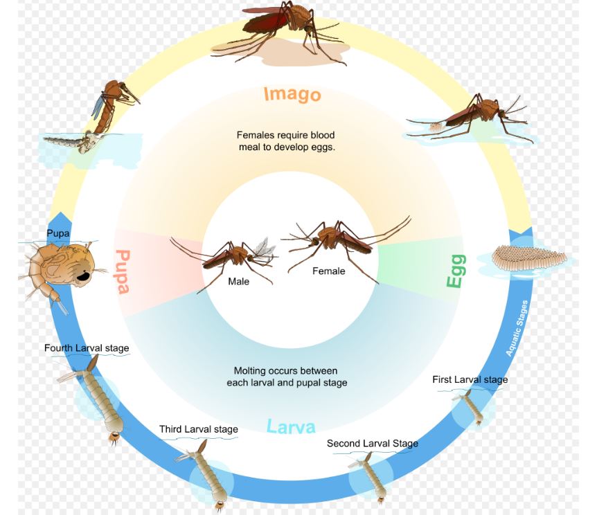 Mosquito RVA Pest Control VA