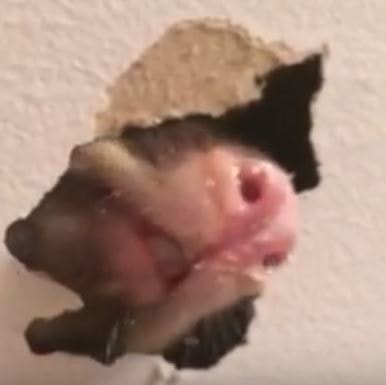 Rat Chewing Through Dry Wall  Hopewell Pest Control Hopewell, VA