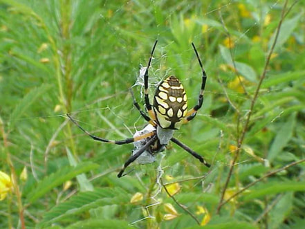 Garden Spider Pest Control Richmond VA