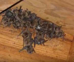 Bat Colony in Attic Petersburg Pest Control Petersburg, VA