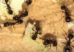 Pavement Ants Hopewell Pest Control Hopewell, VA