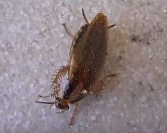 German Cockroach Hopewell Pest Control Hopewell, VA