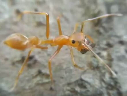 Pharaoh Ant Pest Control Richmond VA