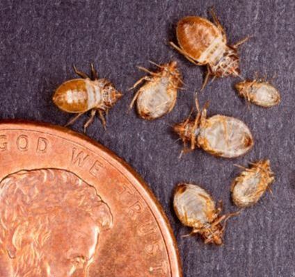 Bedbugs next to a Penny Powhatan Pest Control Powhatan, VA