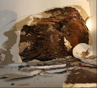 Termite Nest Revealed Behind Wall Petersburg Pest Control Petersburg, VA