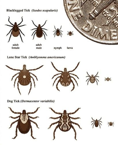 Tick Species Powhatan Pest Control Powhatan, VA