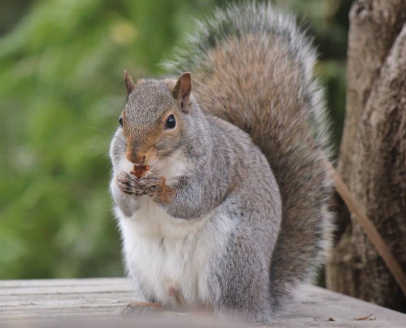 Squirrel Pest Control Richmond VA