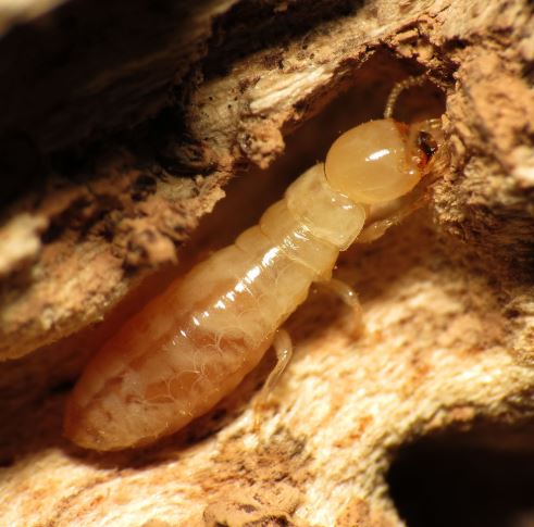 Termite Devouring Wood Powhatan Pest Control Powhatan, VA