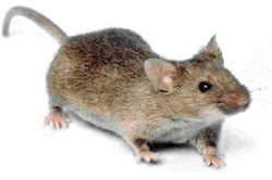 House Mouse Pest Control Richmond VA