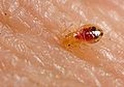 Bed Bug Pest Control Richmond VA