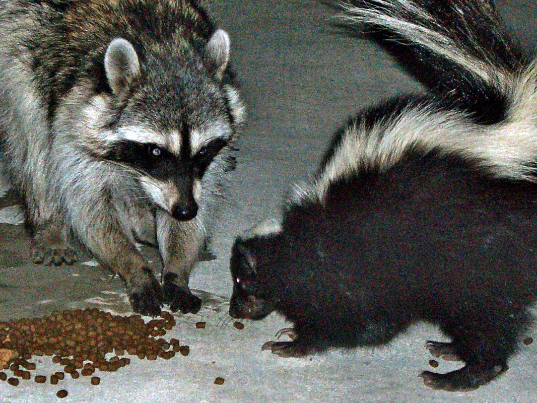 Raccoon Skunk Pest Control Richmond VA