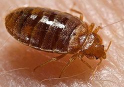 Bed Bug Pest Control Richmond VA