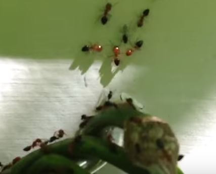 Acrobatic Ant Pest Control Richmond VA