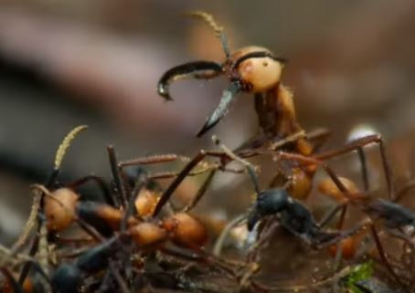 Army Ant Pest Control Richmond VA