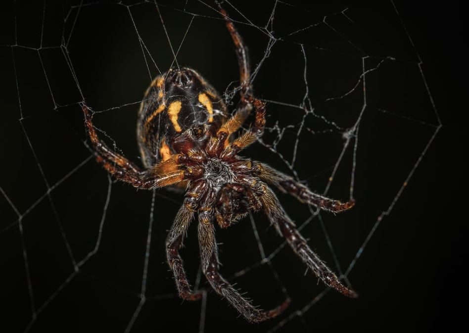 Barn Spider Pest Control Richmond VA