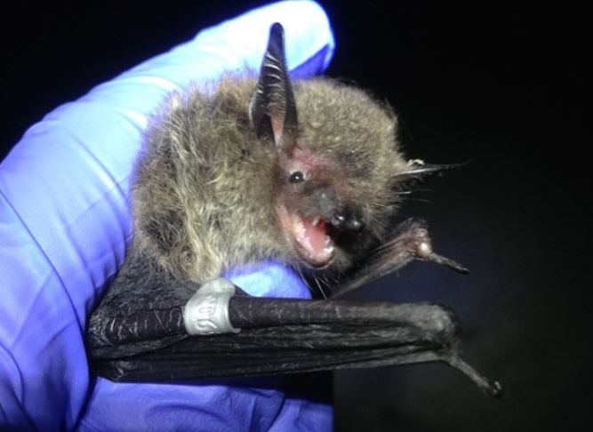 Bats Pest Control Richmond VA