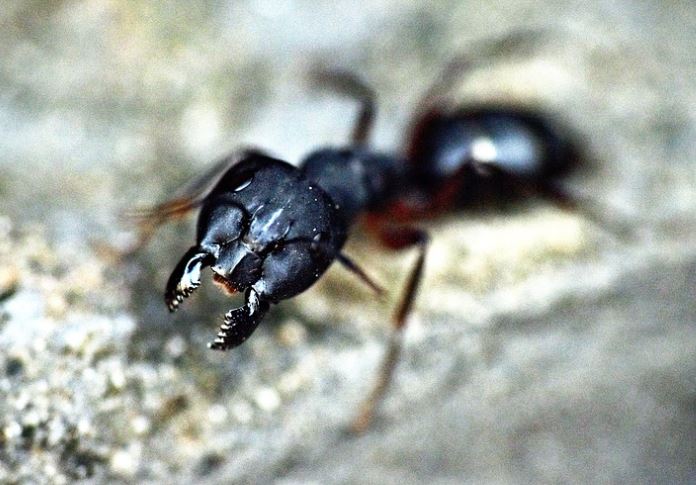Carpenter Ant Pest Control Richmond VA