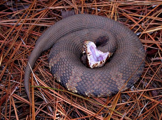 Cottonmouth Snake Pest Control Richmond VA