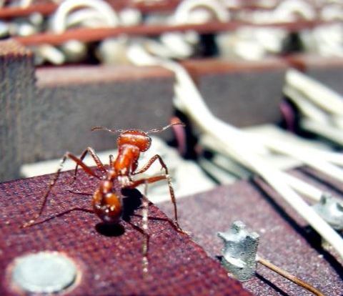 Ant in Computer- They Enjoy the Heat Petersburg Pest Control Petersburg, VA