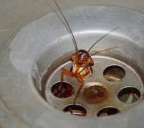 Cockroach in Drain Hopewell Pest Control Hopewell, VA
