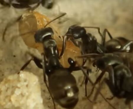 Filed Ant Pest Control Richmond VA