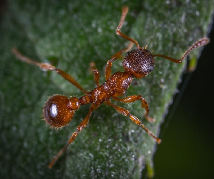 Fire Ant Pest Control Richmond VA