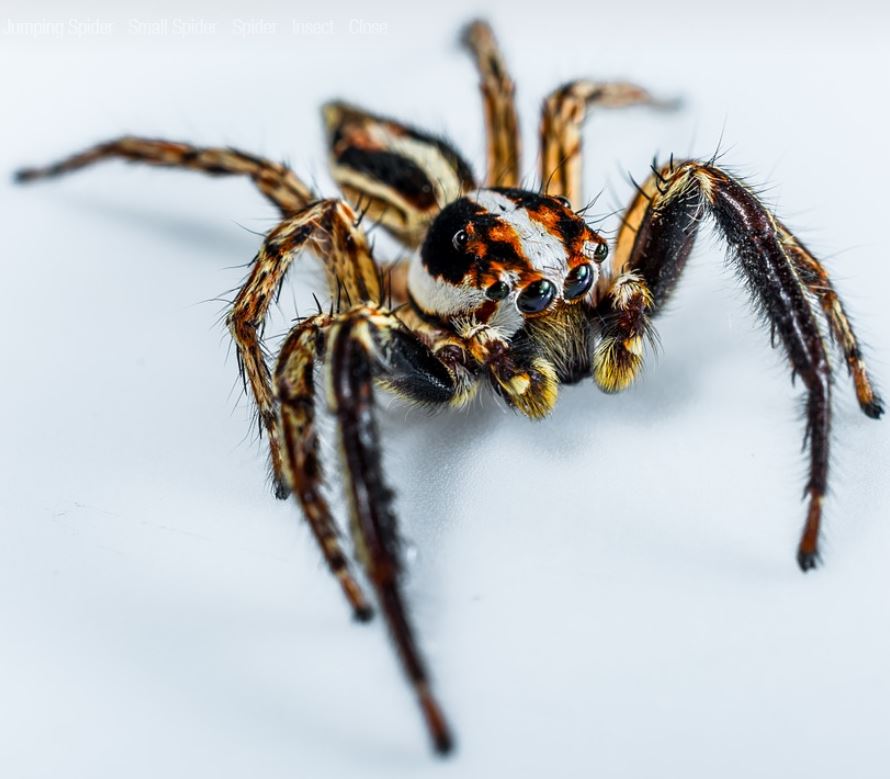 Spider Pest Control Richmond VA