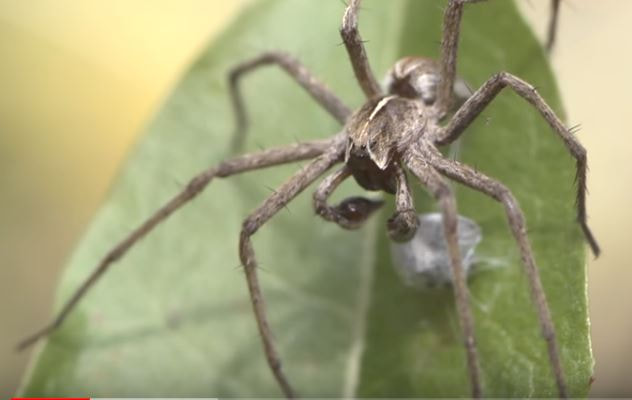 Nursery Web Spider Pest Control Richmond VA