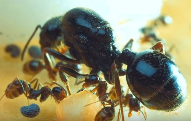 Odorous Ant Pest Control Richmond VA