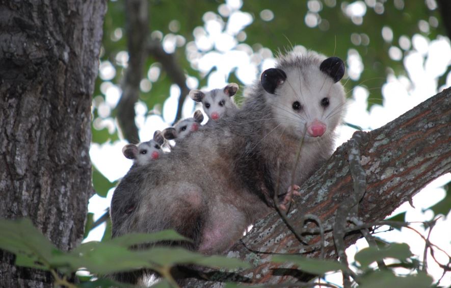 Opossums Pest Control Richmond VA