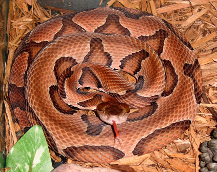 Copperhead Snake Pest Control Richmond VA