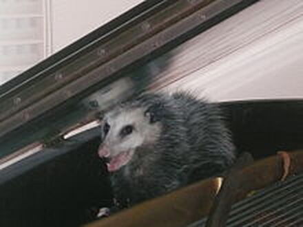 Opossum Pest Control Richmond VA
