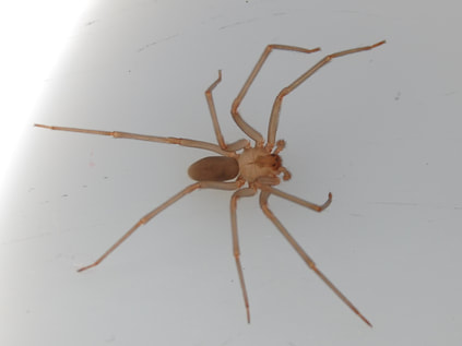 Brown Recluse Spider Pest Control Richmond VA