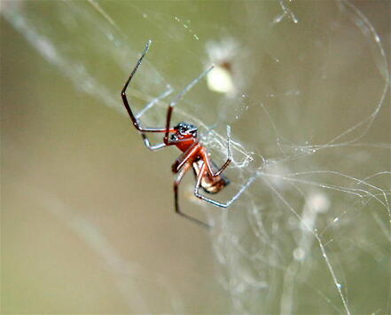 Bowl and Doily Spider Pest Control Richmond VA