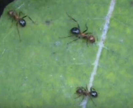 Allegheny Ant Pest Control Richmond VA