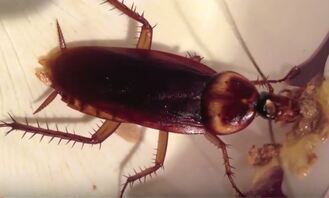 American Cockroach Hopewell Pest Control Hopewell, VA