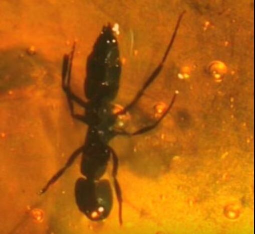 Ant in Amber: Ancient Species Powhatan Pest Control Powhatan, VA