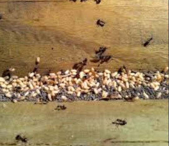 Ant nest in closet Petersburg Pest Control Petersburg, VA