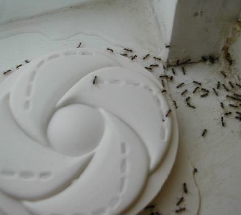 Ants Following a Scent Trail Powhatan Pest Control Powhatan VA