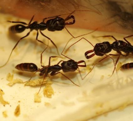 Ants on Kitchen Floor Powhatan Pest Control Powhatan, VA