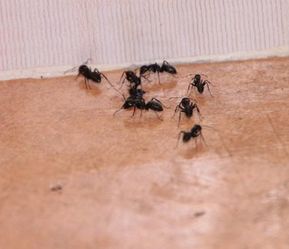 Ants on Kitchen Floor Petersburg Pest Control Petersburg, VA