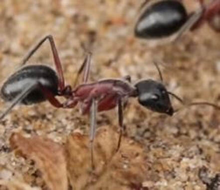 Argentine Ant Pest Control Richmond VA