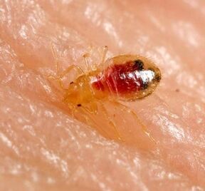 Adult and young bed bugs RVA Pest Control Petersburg, VA
