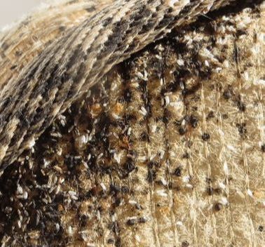 Bedbugs and Shedded Exco-Skeletons Powhatan Pest Control Powhatan, VA
