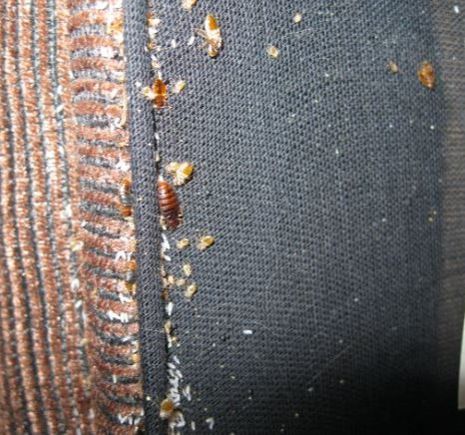 Bedbugs and Shedded Exco-skeletons RVA Pest Control Petersburg, VA